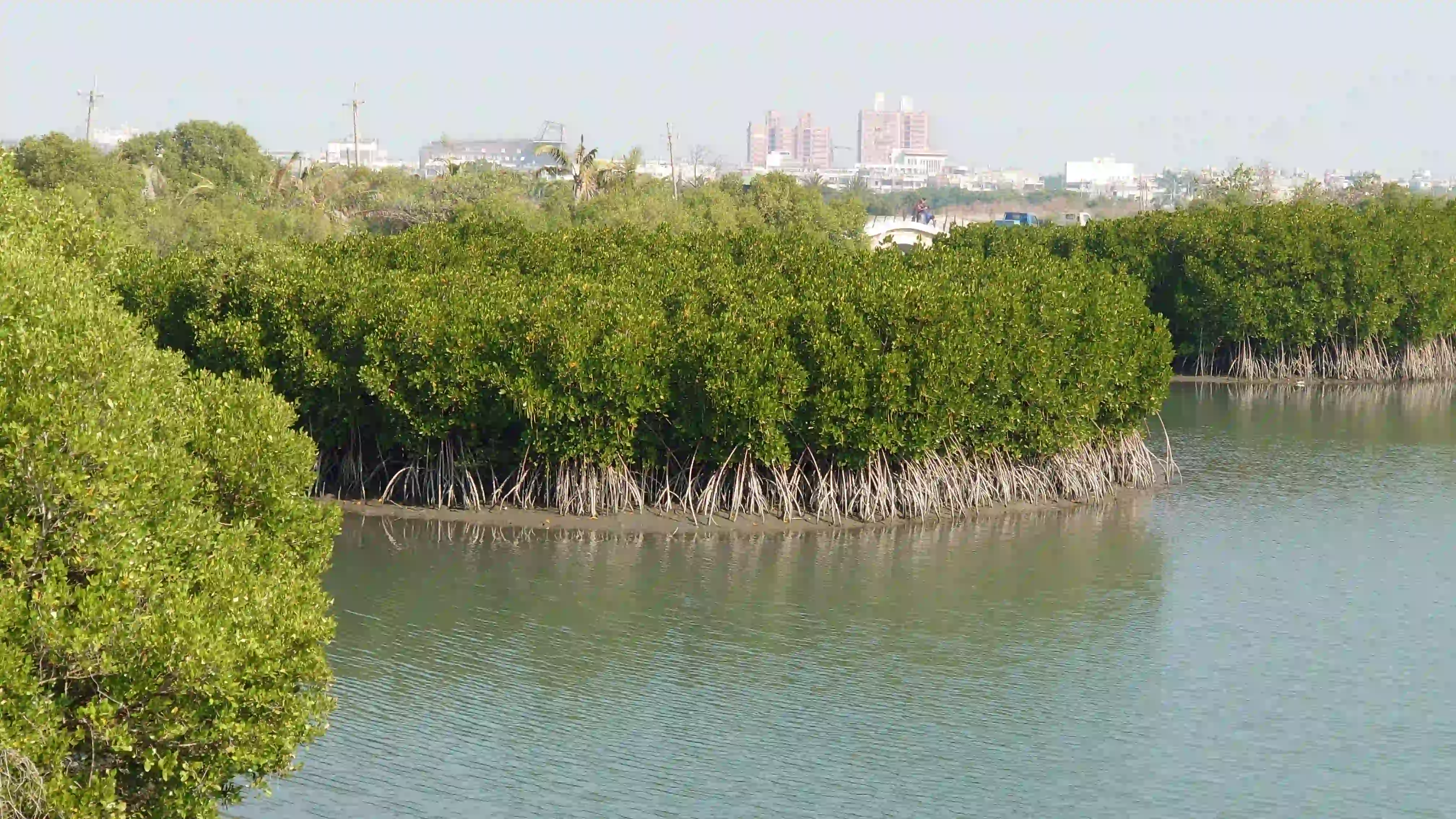 1_185KB.webp (185 KB)