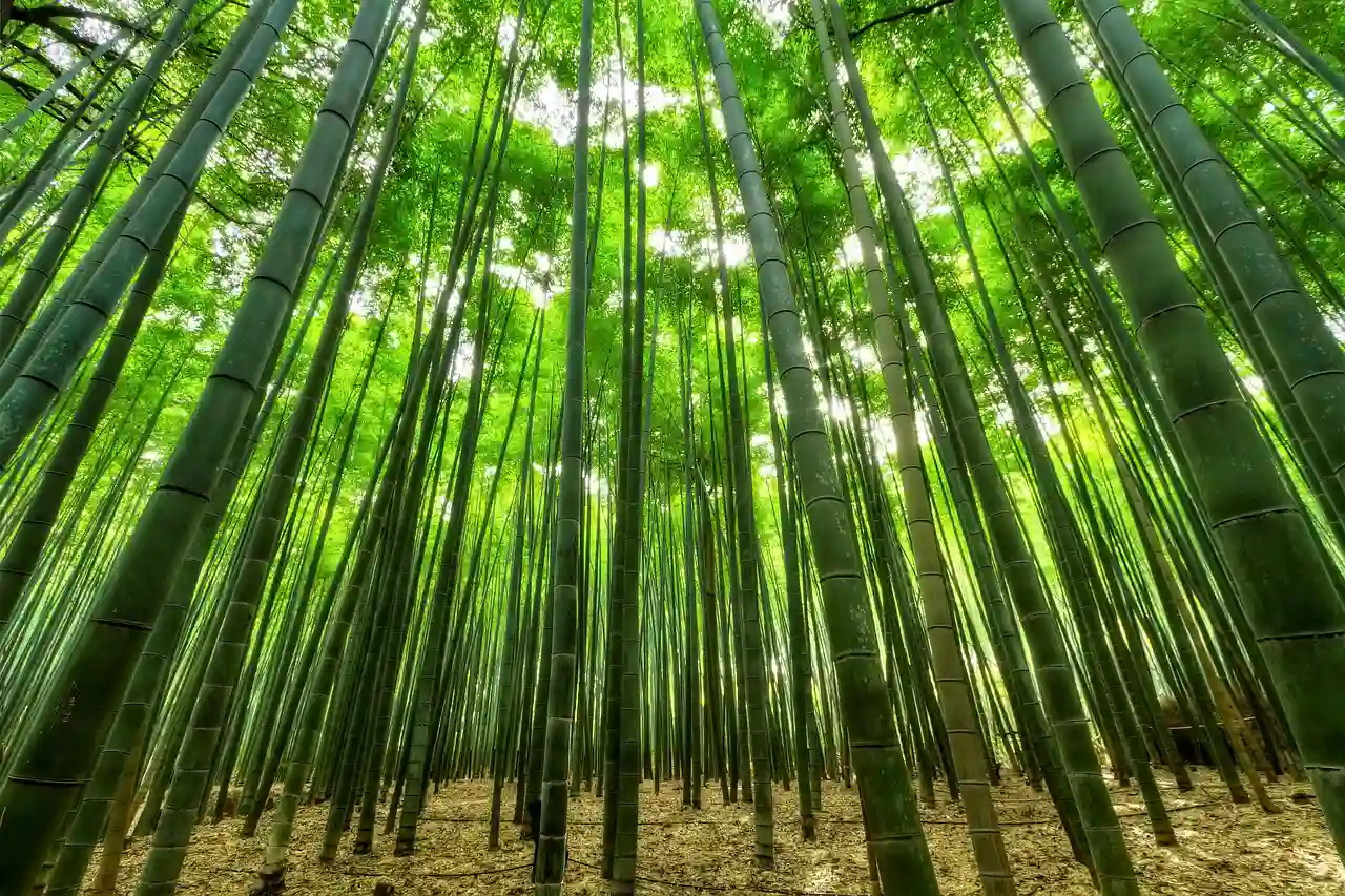 bamboo.webp (102 KB)