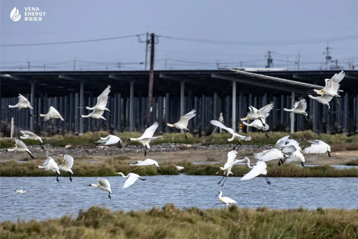 20251229_Vena4.webp (65 KB)